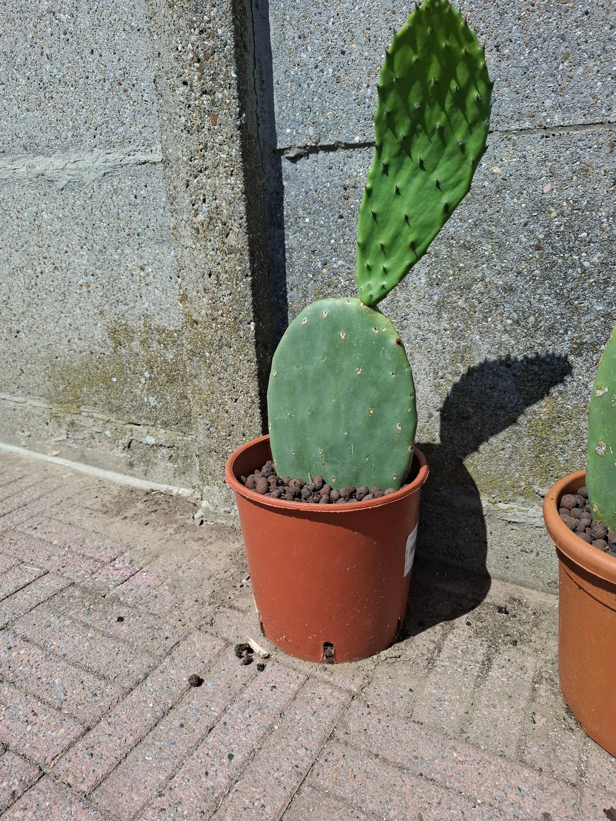 Cactus opuntia indica schijfvactus, Ophalen, Cactus