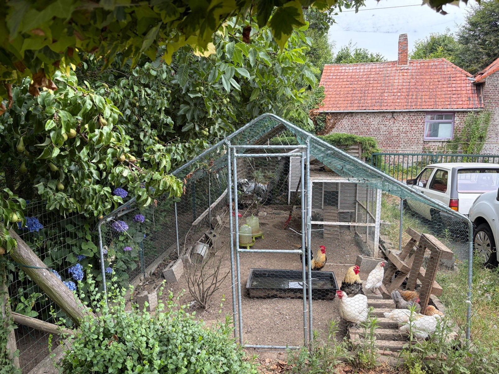Kippenren met kippen, 2hokken. En voedingen en drankbakken, Ophalen, Gebruikt, Kippenhok of Kippenren