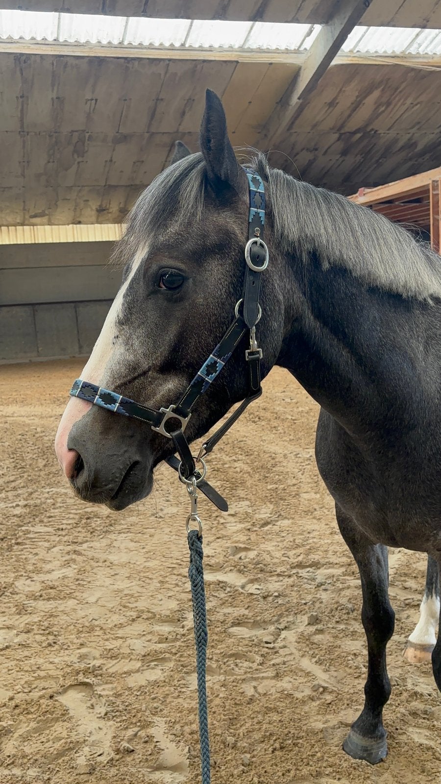Lieve toekomstige sportpony, Dieren en Toebehoren, Ruin, Zadelmak, Minder dan 160 cm, 3 tot 6 jaar