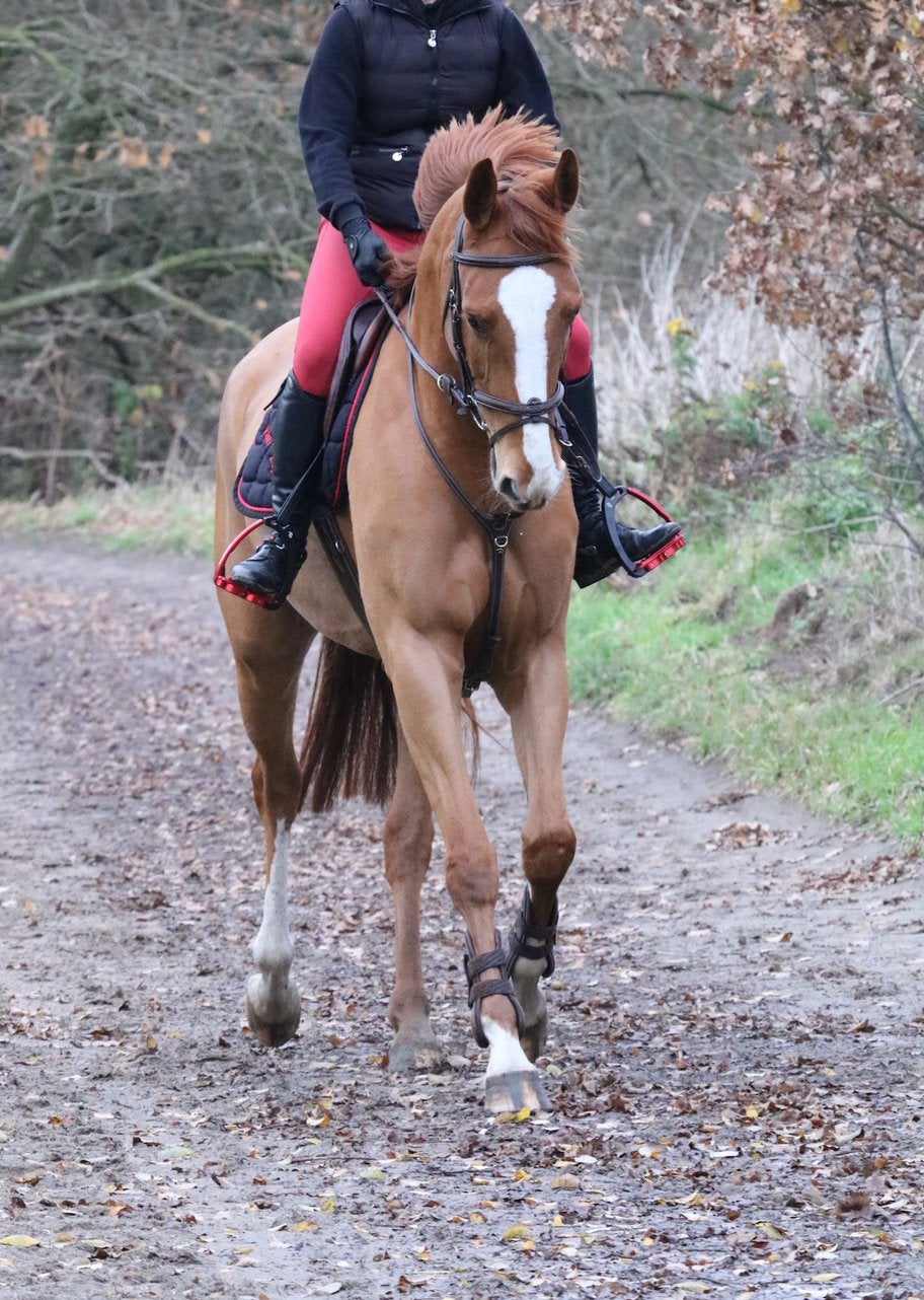 Allround/Spring merrie, Jument