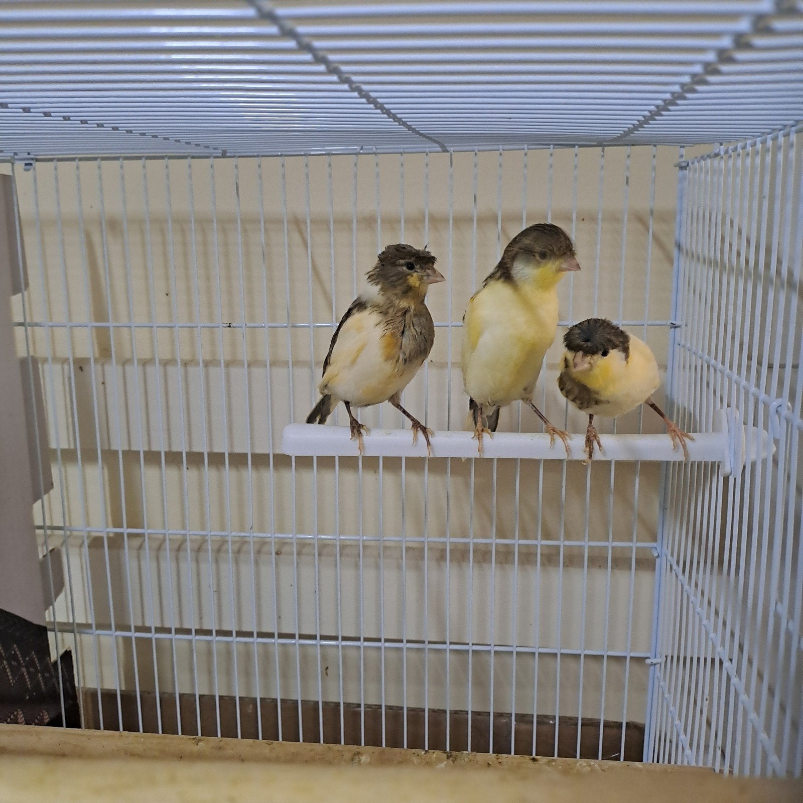 €15, Dieren en Toebehoren
