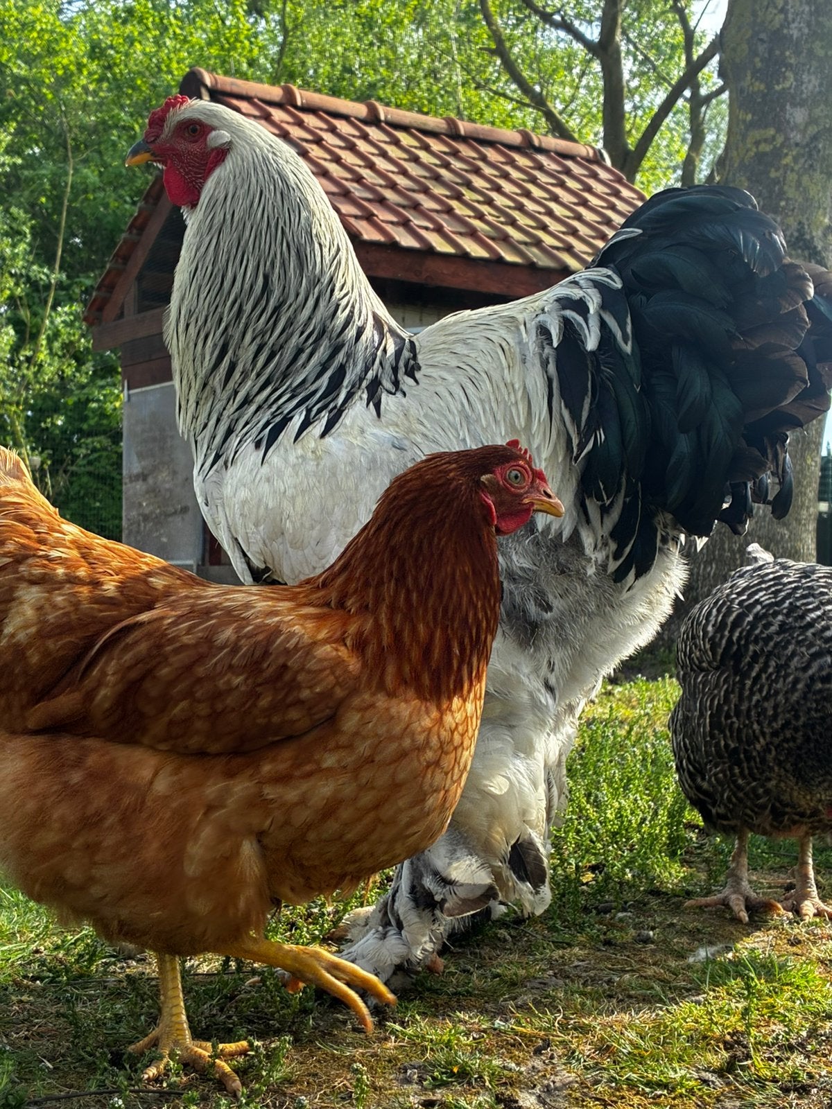 Brahma haan wit-zwart columbia, Dieren en Toebehoren, Mannelijk, Kip