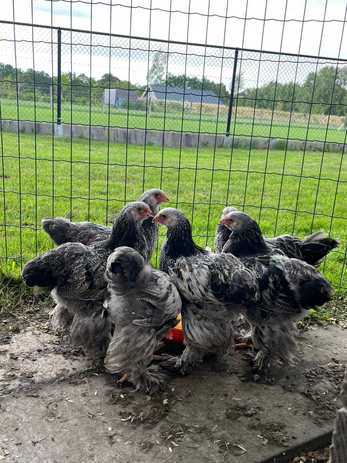 Brahma zilverpatrijs haantjes, Animaux & Accessoires, Volatiles, Mâle, Poule ou poulet