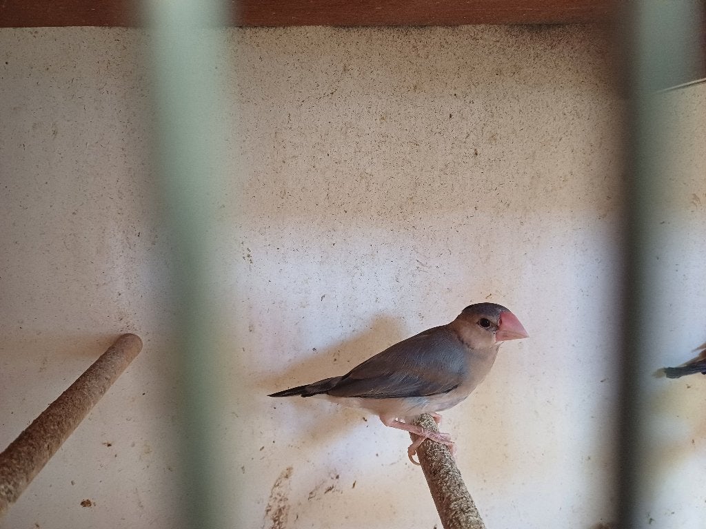 Rijstvogels en zebravinken