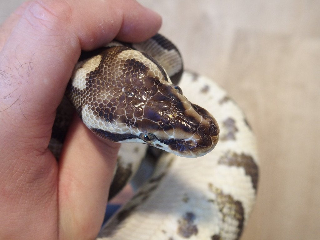 Koningspythons halfwas en volwassen kweekdieren deel 2 Ball Python photo 22