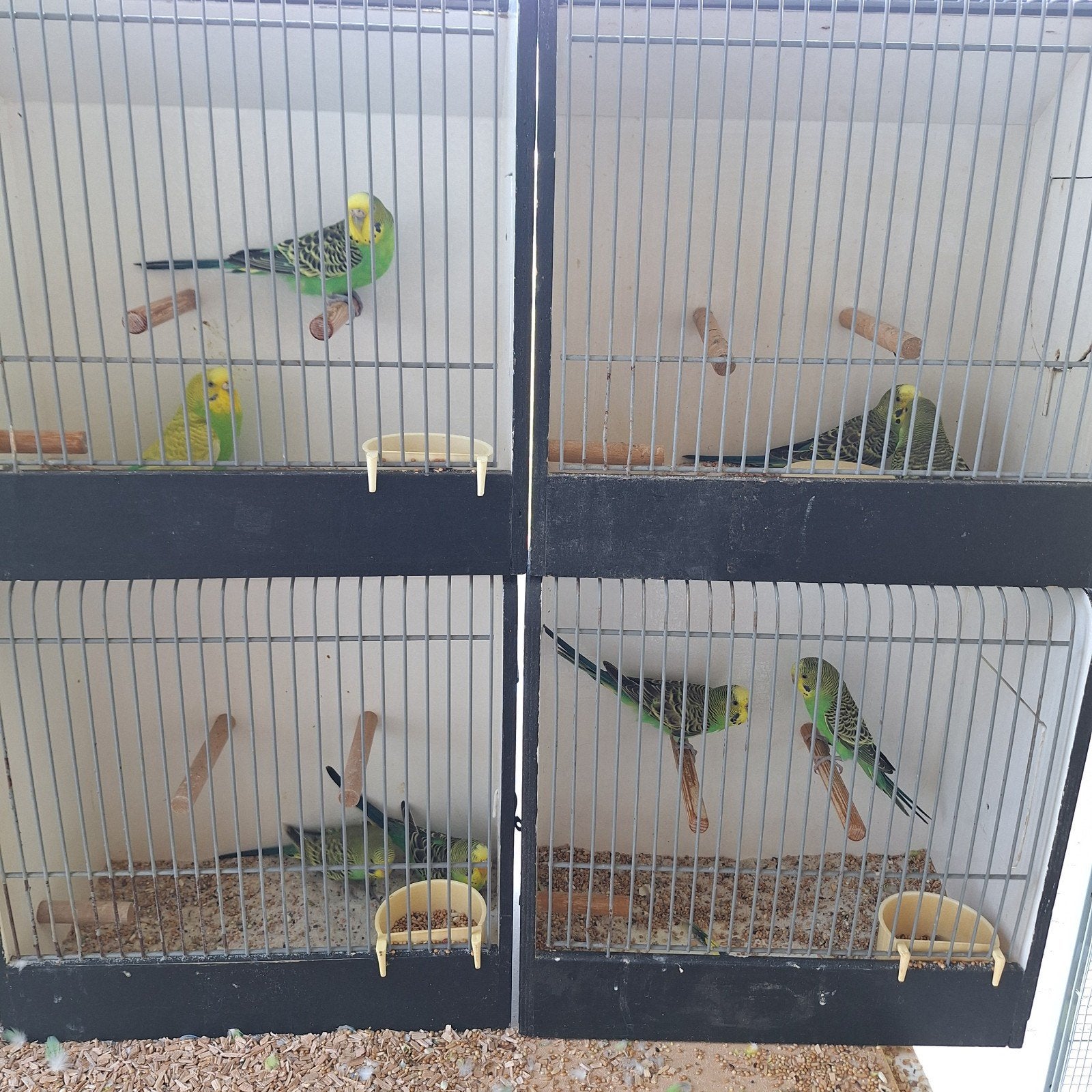 grasparkieten te koop, Dieren en Toebehoren