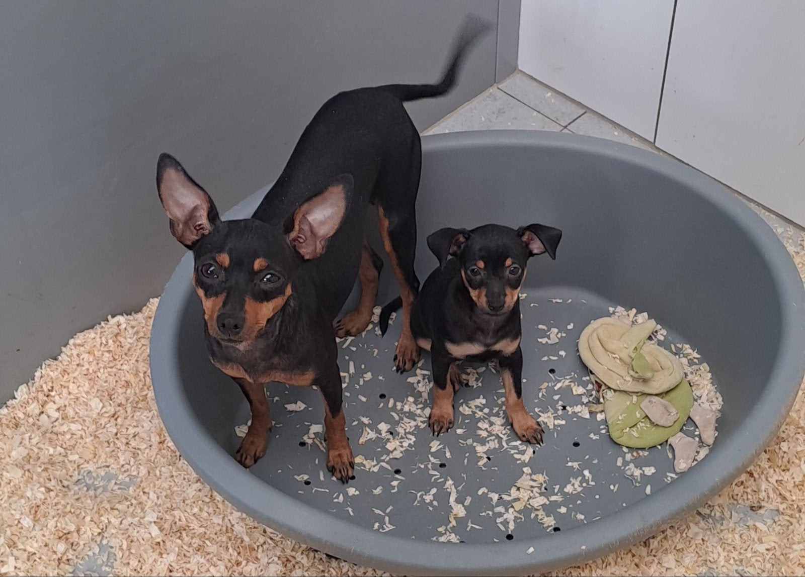 dwergpinschertje, Animaux & Accessoires, Chiens | Bouledogues, Pinschers & Molossoïdes, Maladie de Carré (chiens), Autres races