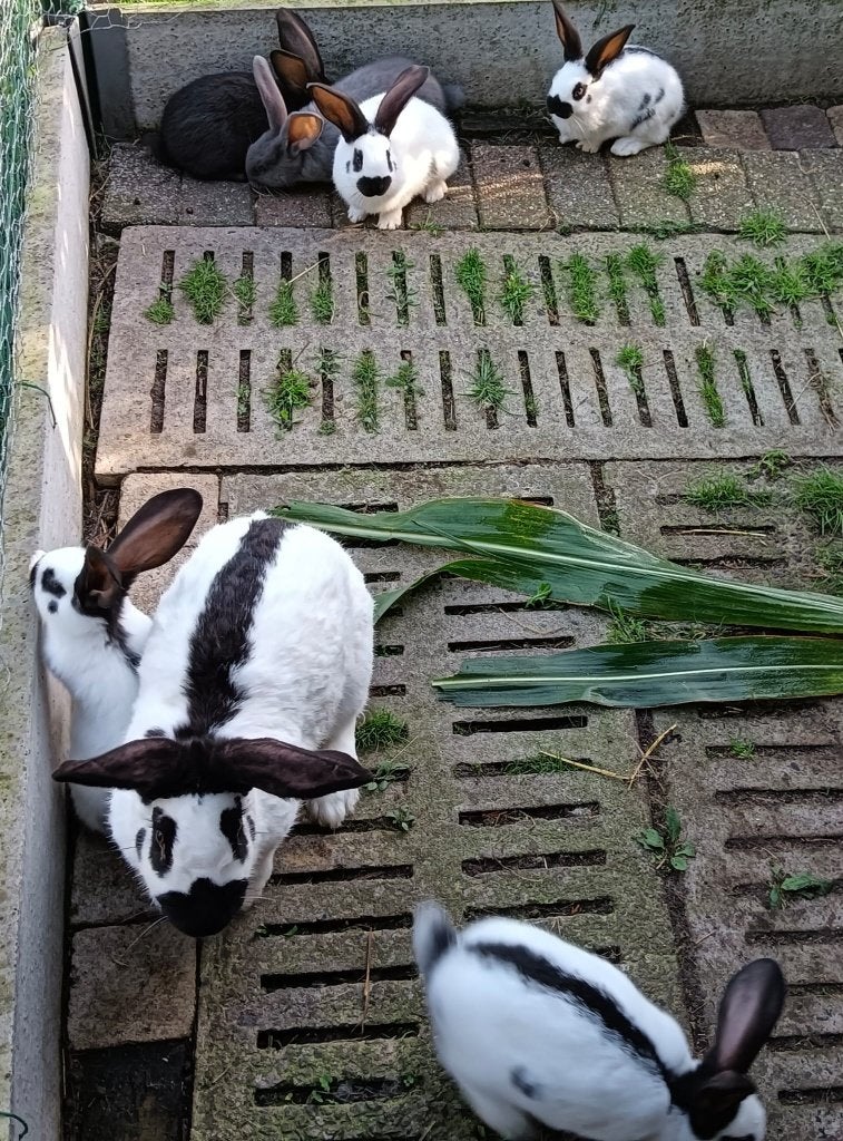 Mooie nest reuze vlinder lotharinger konijnen, Dieren en Toebehoren, Meerdere dieren, Groot, 0 tot 2 jaar
