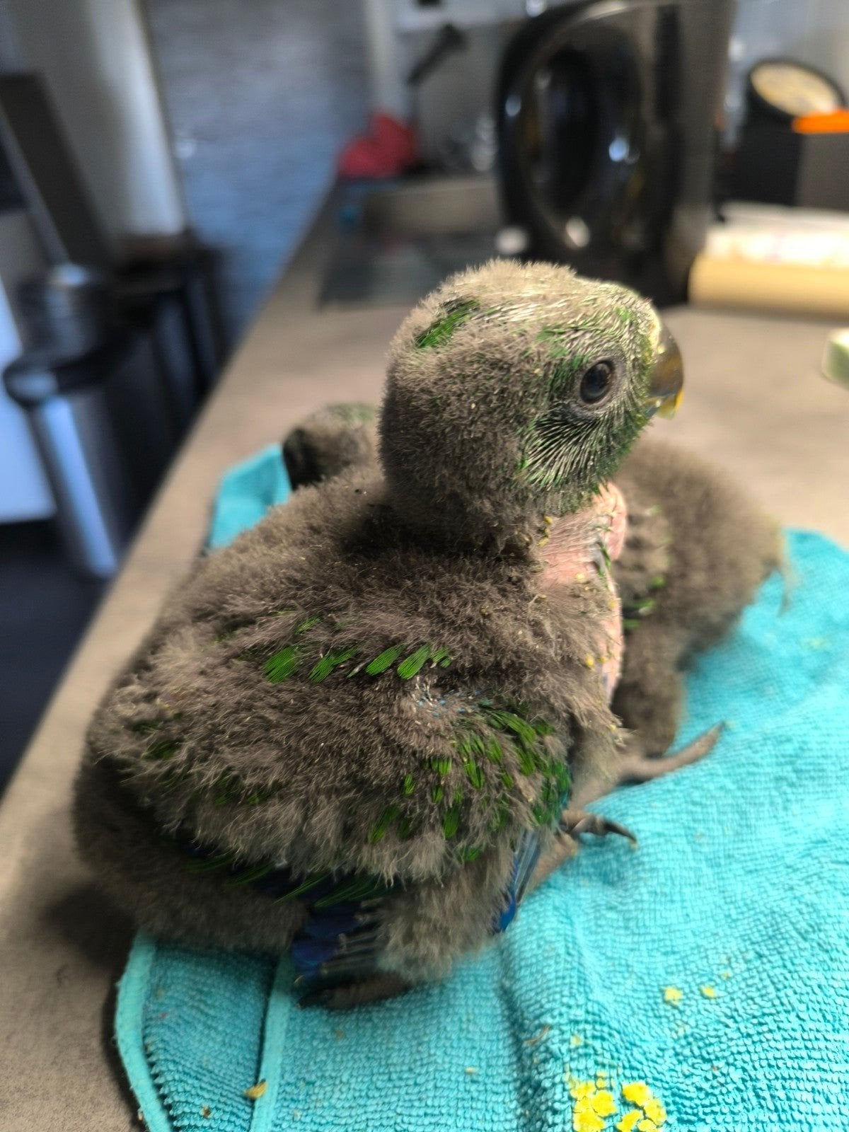 Edelpapegaai handtam, Dieren en Toebehoren, Vogels | Parkieten en Papegaaien