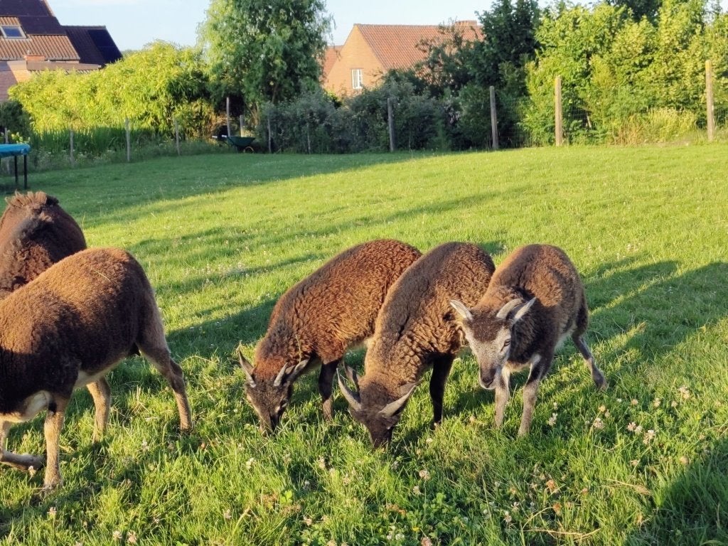 Soay lammetjes, Dieren en Toebehoren, Meerdere dieren, Schaap, 0 tot 2 jaar
