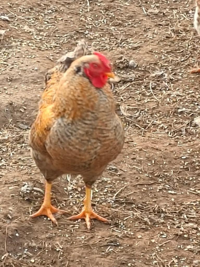 Mooie wyandotte kriel hanen, Dieren en Toebehoren