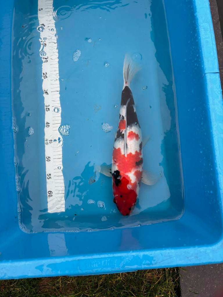 Koi - showa (kweker Isa), Dieren en Toebehoren