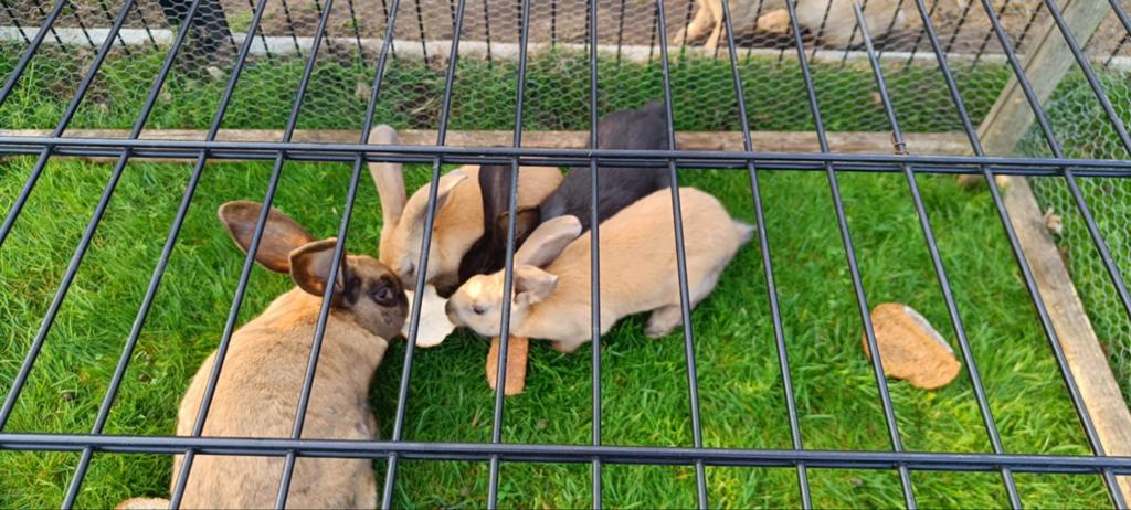 jonge konijnen, Dieren en Toebehoren, Overige Dieren, Maart