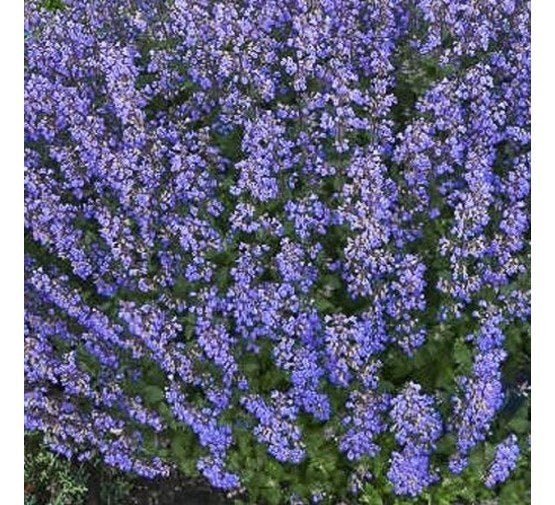 Nepeta Walkers Low, Ophalen