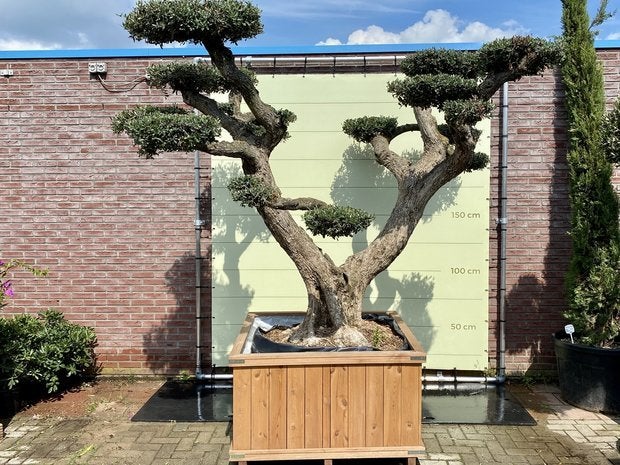 Olijfboom Pon-Pon - Olea Europea - stamomvang 100-110 cm, Tuin en Terras