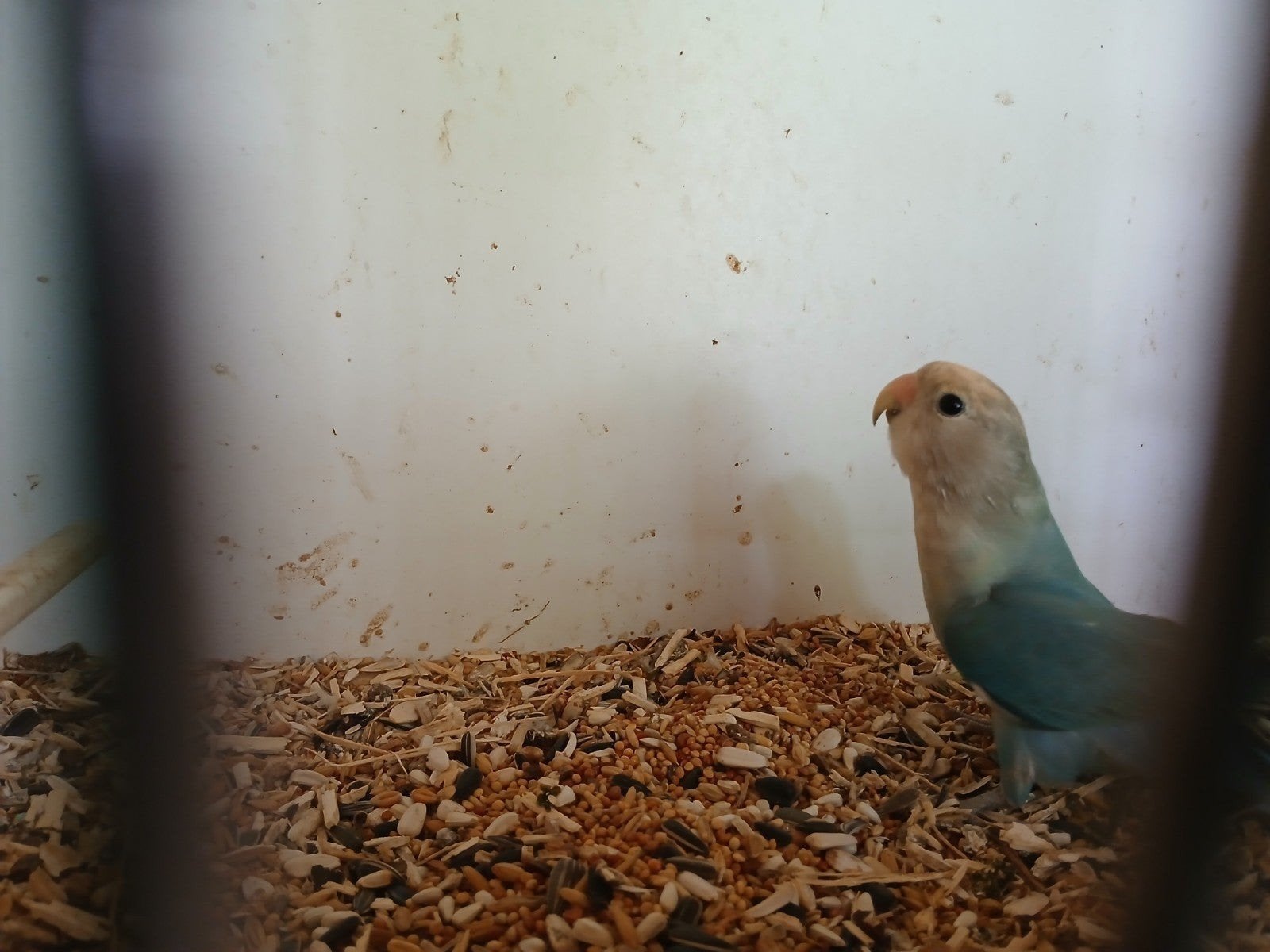 agapornis roseicollie, Animaux & Accessoires, Oiseaux | Perruches & Perroquets, Domestique