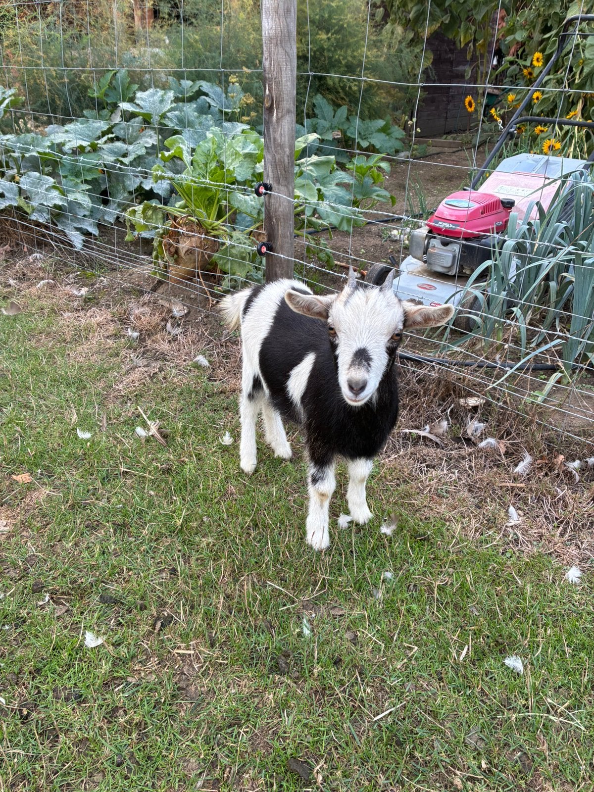 Dwerggeitjes, Femelle, Chèvre, 0 à 2 ans