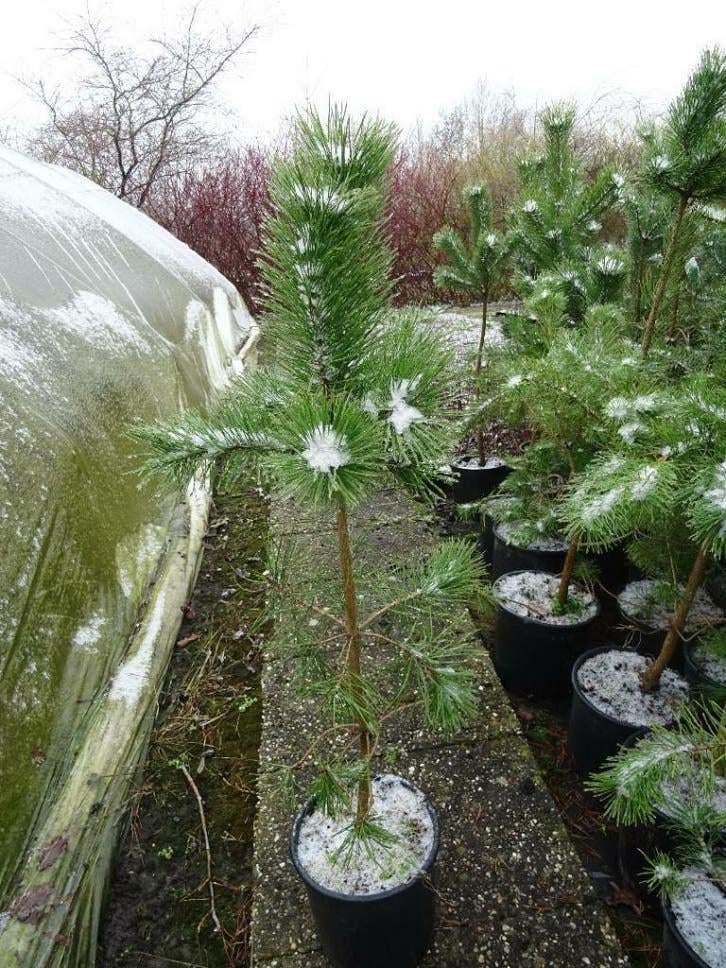 Grove Den Pinus Sylvestris 50-60 cm in Pot, Ophalen of Verzenden, In pot