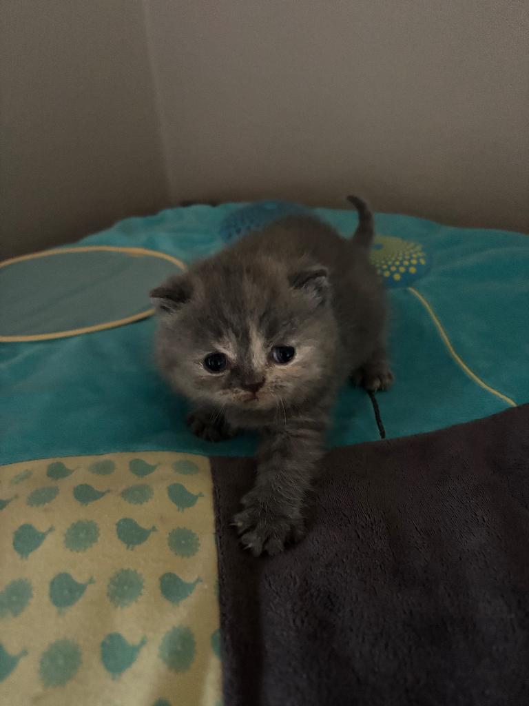 Brits korthaar kittens ️, Dieren en Toebehoren, Katten en Kittens | Raskatten | Korthaar, Meerdere dieren, Gechipt, 0 tot 2 jaar