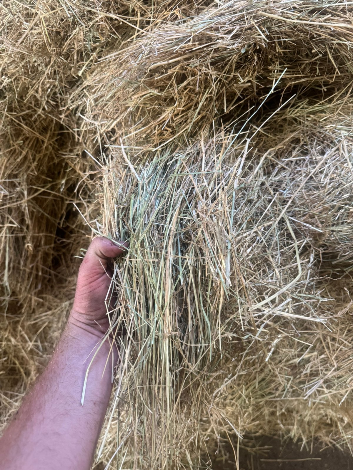 Hooi met analyse, Zakelijke goederen, Landbouw | Veevoer, Ophalen