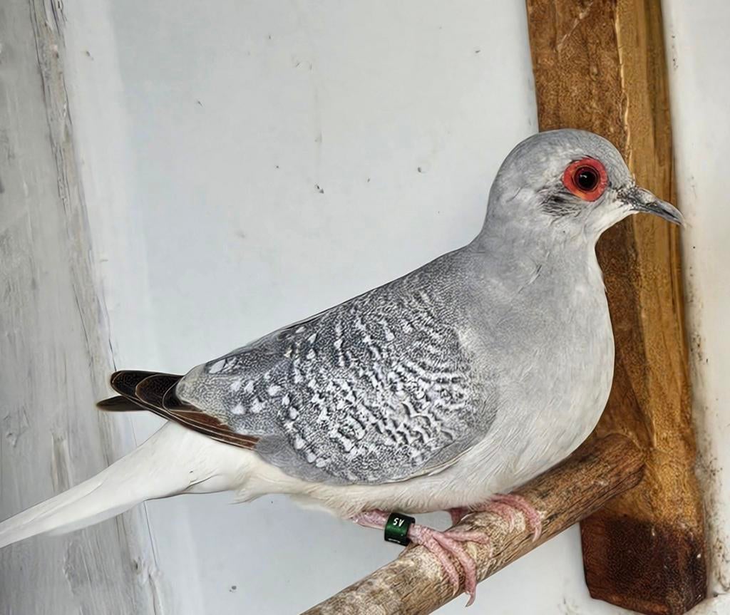 Diamantduif, Dieren en Toebehoren, Mannelijk