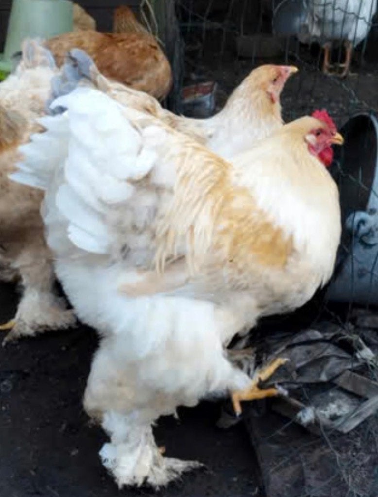 Eendagskuikens Brahma Lemmon pile