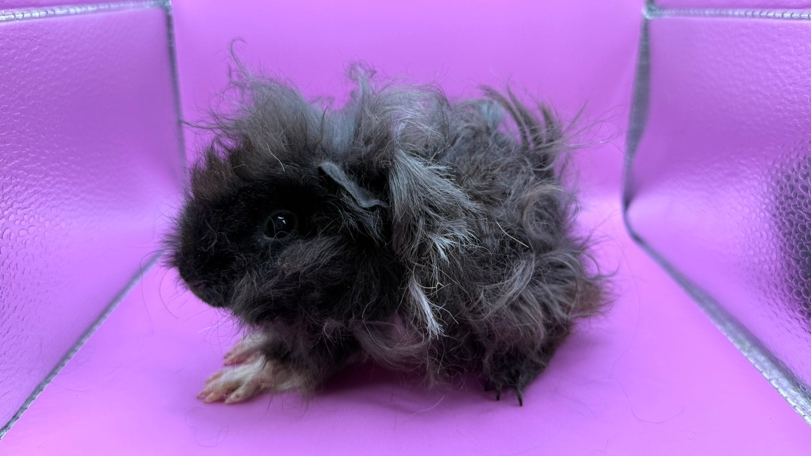 Cavia, Cobaye Lunkarya Femelle bébé, Animaux & Accessoires, Août, Domestique, Cobaye, Femelle