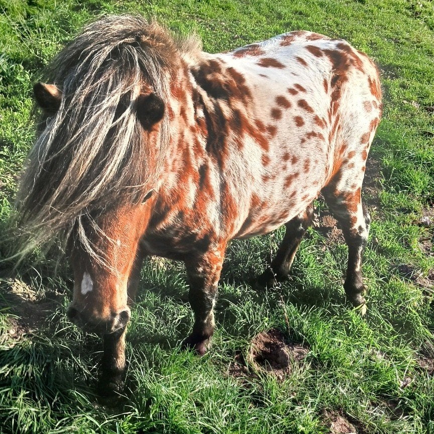 apaloosa/pony/hengst, Enlèvement, Poney