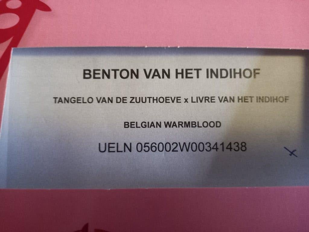 BWP BENTON VH INDIHOF  3750 EURO, Dieren en Toebehoren, Paarden, Springpaard, Met stamboom, 0 tot 2 jaar, Hengst