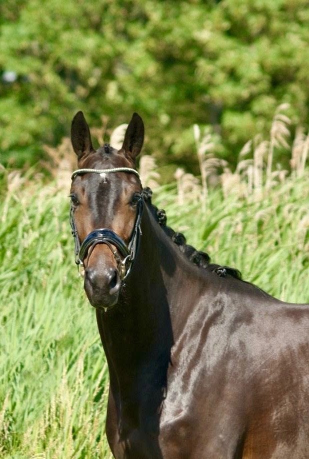 Belle jument de 3 ans avec beaucoup de potentiel, Cheval de dressage, B, 165 à 170 cm, Avec pedigree