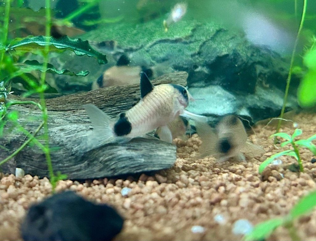 Panda corydoras, Animaux & Accessoires, Poissons | Poissons d'aquarium, Poisson, Poisson d'eau douce, Banc de poissons