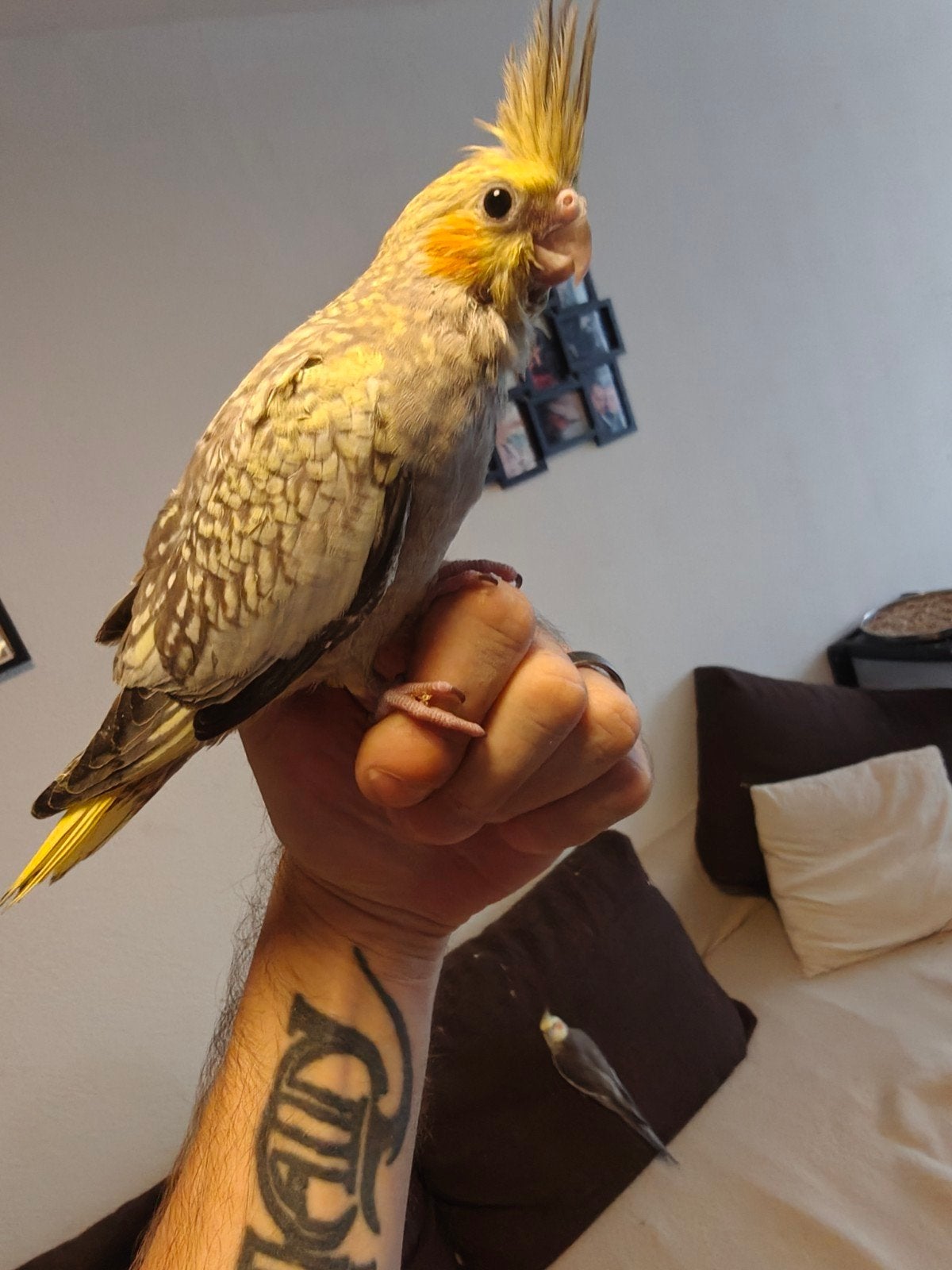 Calopsittes EAM perlé femelle vient d'être sevrée, Animaux & Accessoires, Oiseaux | Accessoires, Enlèvement