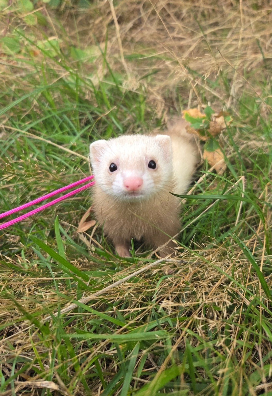 fretje moertje 5 maanden oud, Dieren en Toebehoren, April, Vrouwelijk