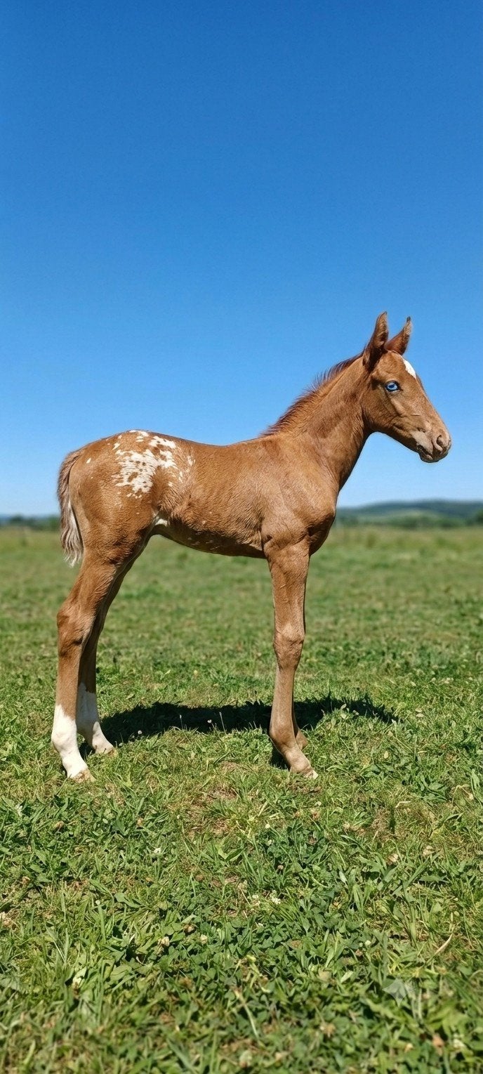 Pouliche champagne  Appaloosa  origine sport cso, Jument