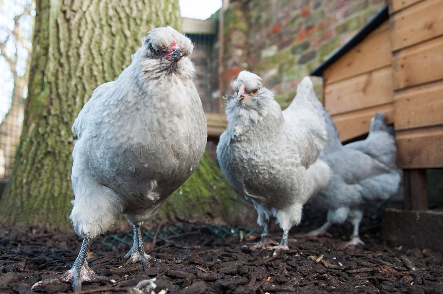 Araucana haan kip, Dieren en Toebehoren, Kip