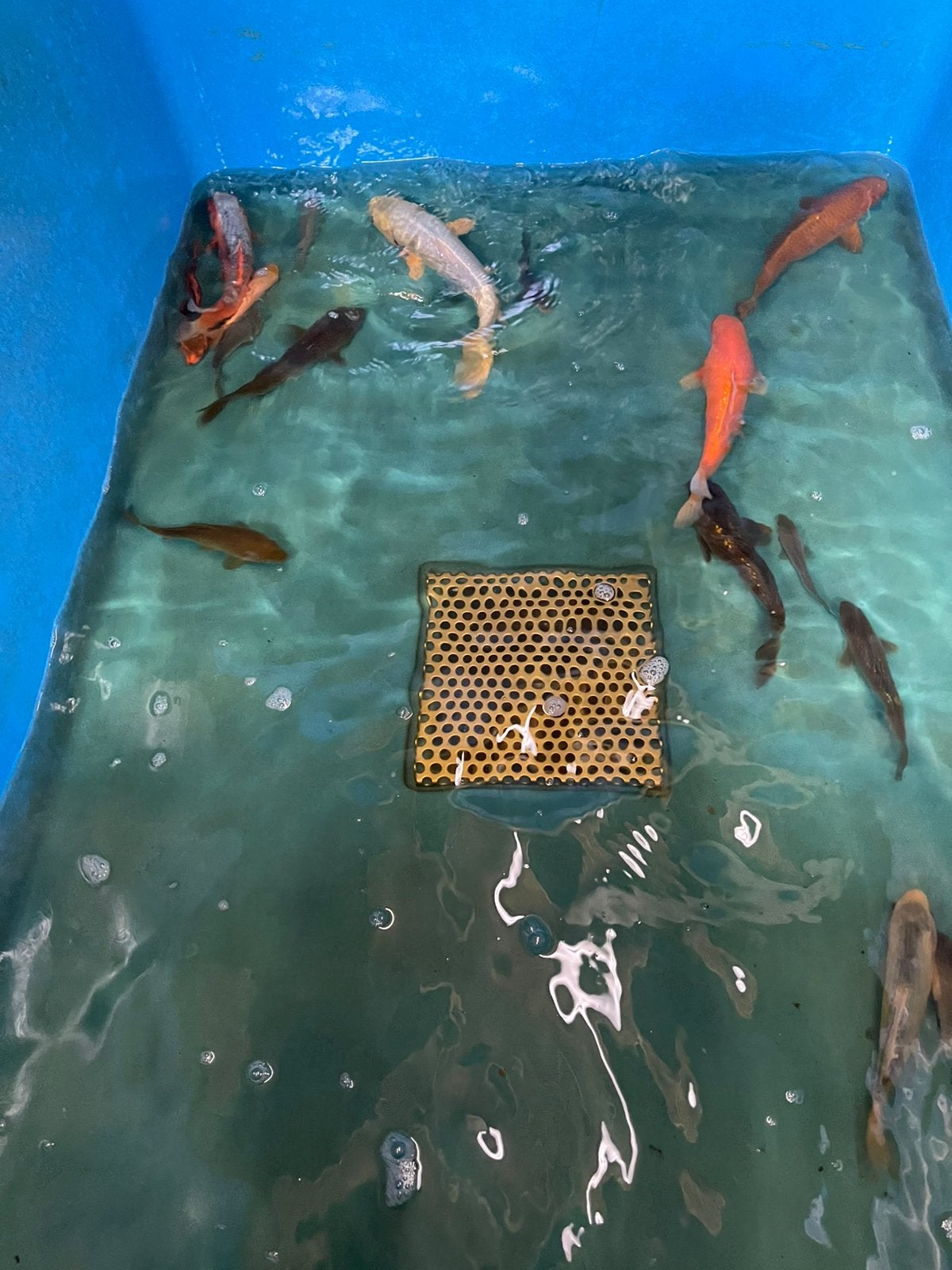 Jeunes kois, Animaux & Accessoires