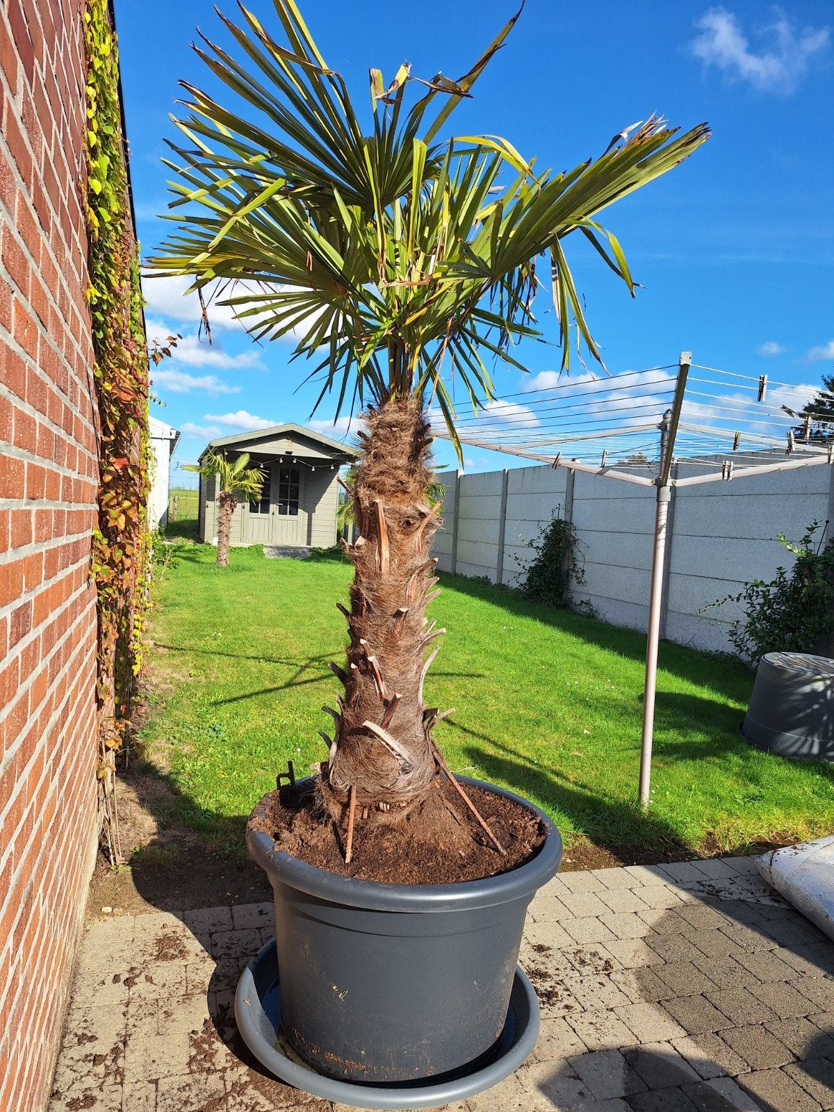 Palmboom, Tuin en Terras, Ophalen, In pot, Palmboom, 100 tot 250 cm