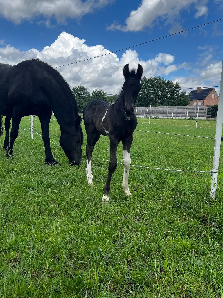 Prachtig Barock pinto hengsten veulen, Dieren en Toebehoren, Paarden, Hengst, Onbeleerd, 160 tot 165 cm, 0 tot 2 jaar, Recreatiepaard