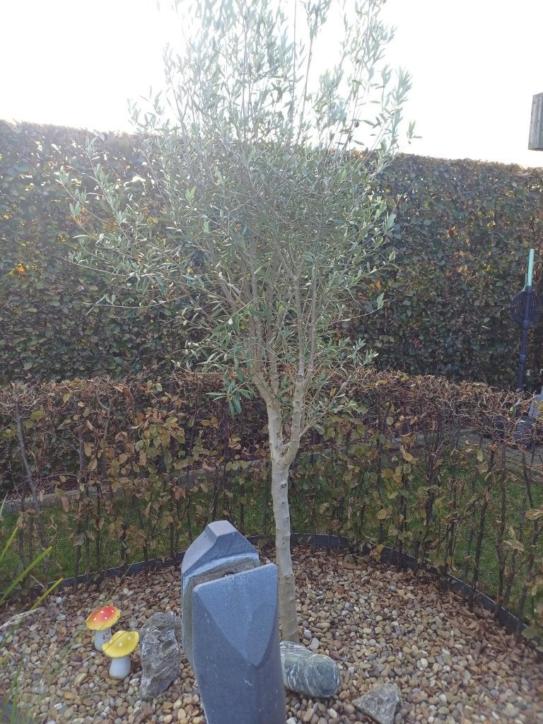Olijfboom, Tuin en Terras, Ophalen, Halfschaduw, Olijfboom, 100 tot 250 cm