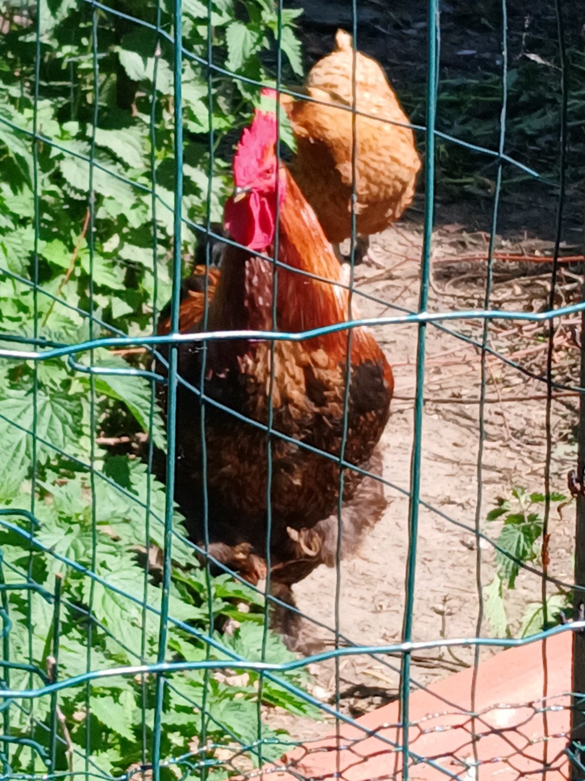 Mooie grote jonge haan, Dieren en Toebehoren, Pluimvee