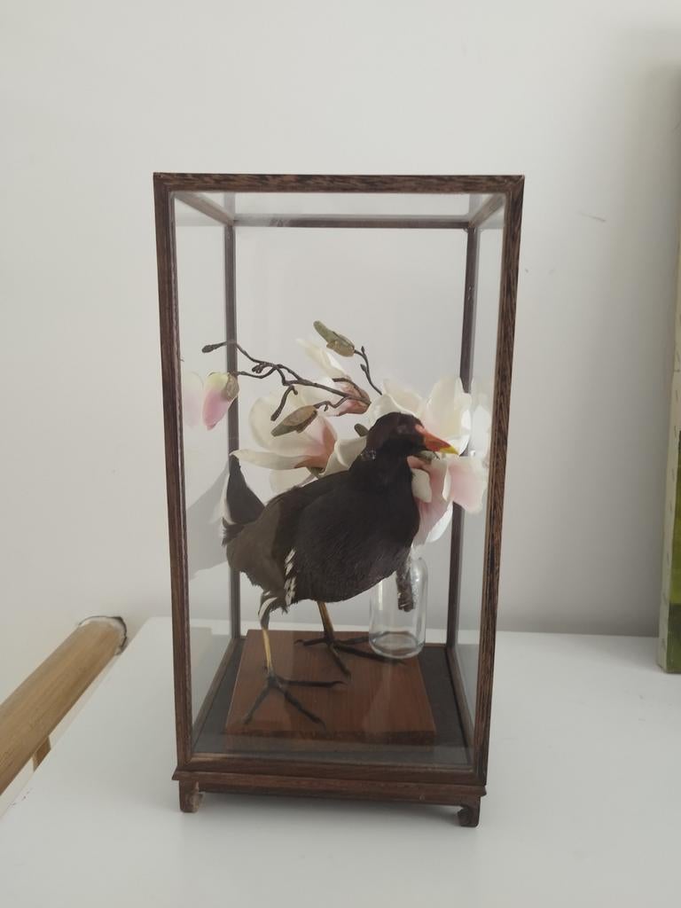Glazen kolk met opgezette vogel, Ophalen