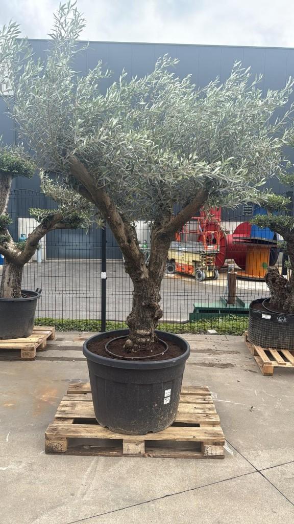 Olijfboom mooi vertakt, Tuin en Terras, Planten | Bomen, Lente, 100 tot 250 cm, Olijfboom, Ophalen