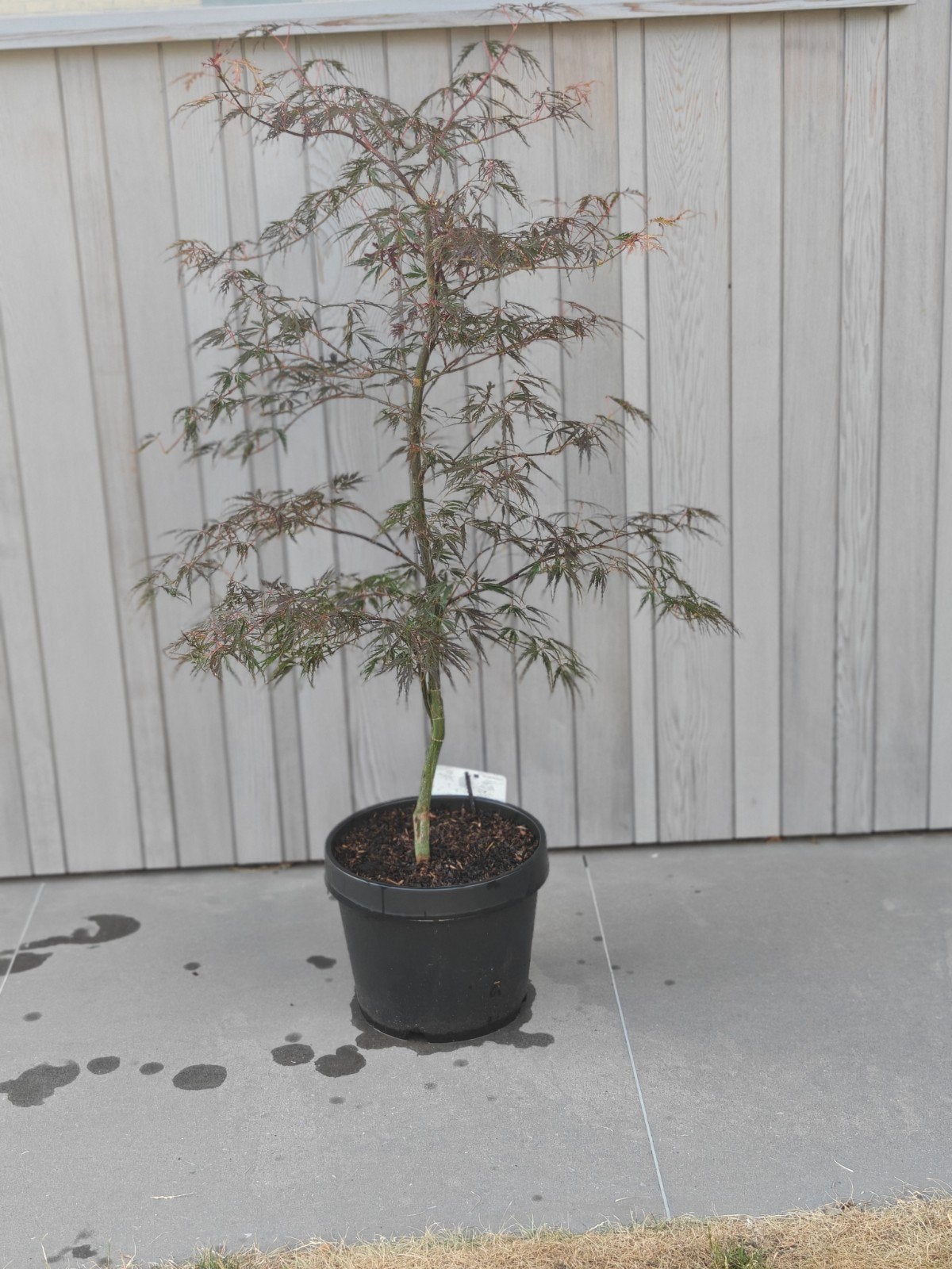 Acer palmatum Firacracker (Japanse esdoorn), Enlèvement, Automne