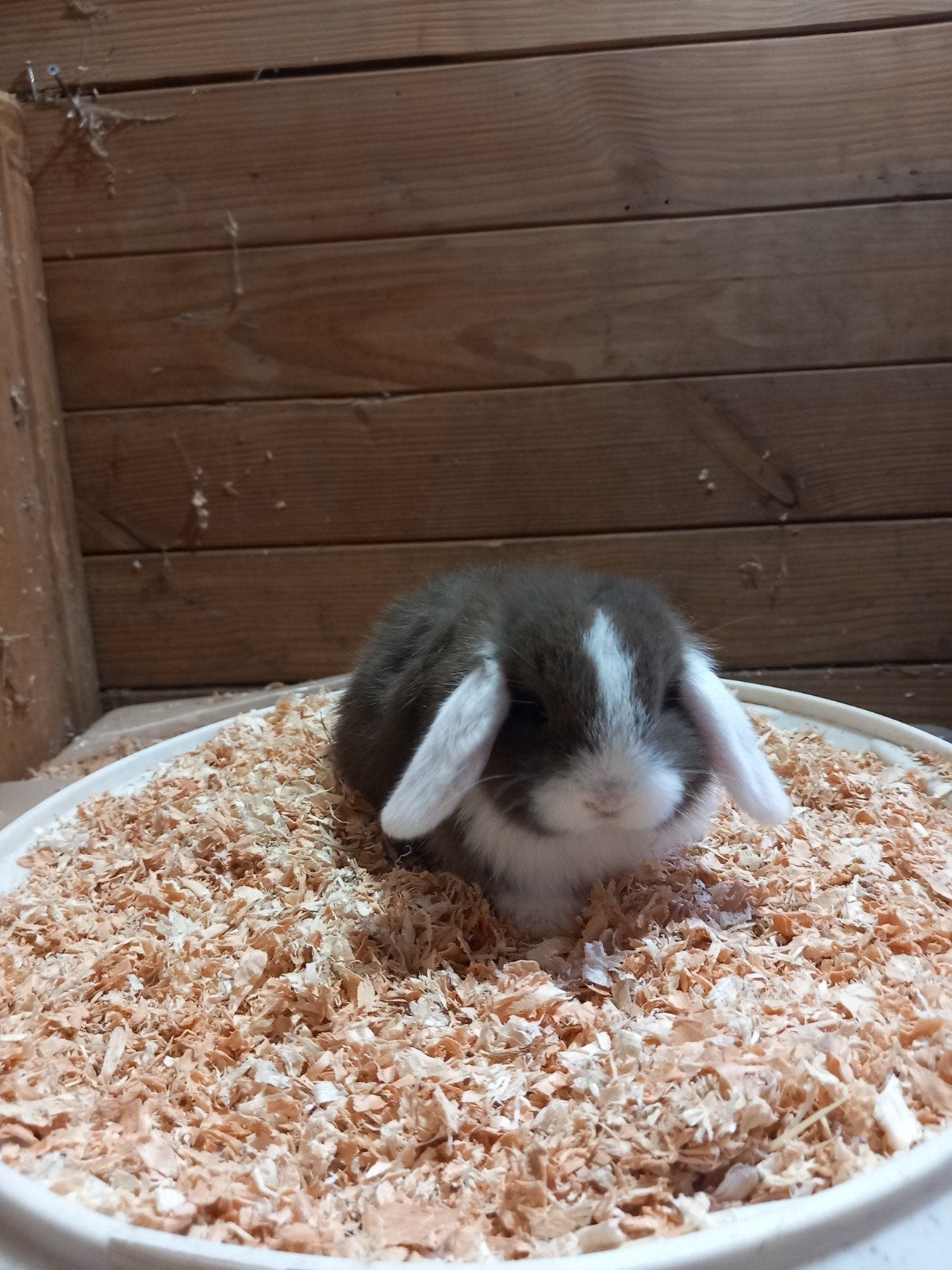 minilop rammelaartje, Mâle, Petit, Oreilles tombantes, 0 à 2 ans