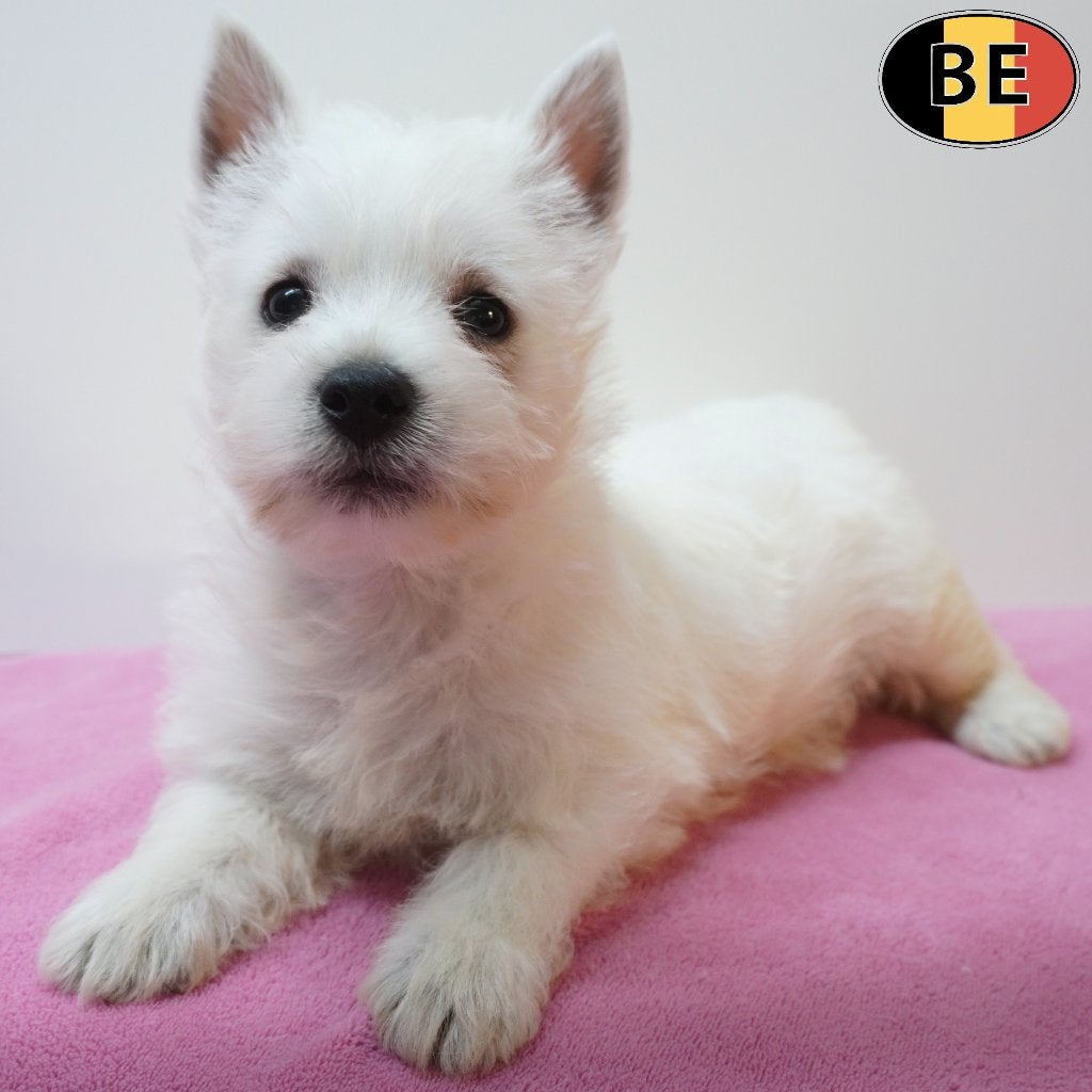 West Highland White Terriër - chiots belges à vendre, Animaux & Accessoires, Commerçant, Maladie de Carré (chiens), Autres races