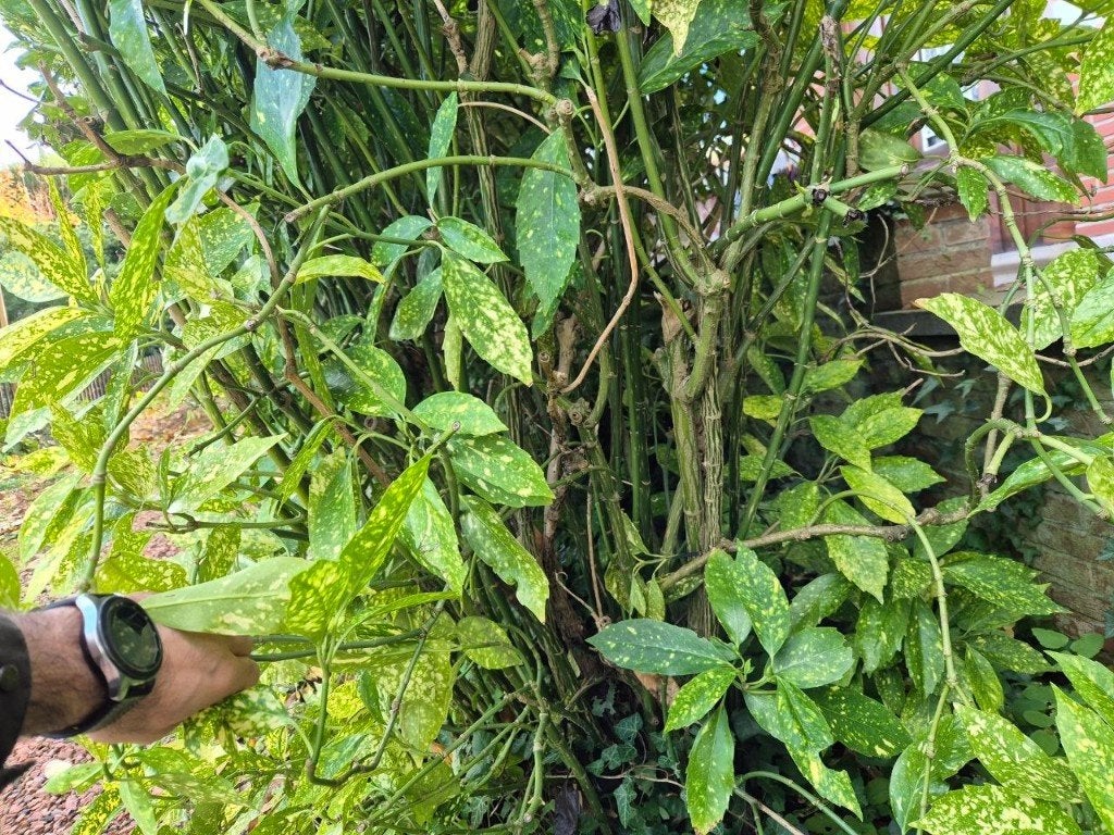 Broodboom (Japaanse broodbomen), Ophalen, Overige soorten, Struik, 100 tot 250 cm