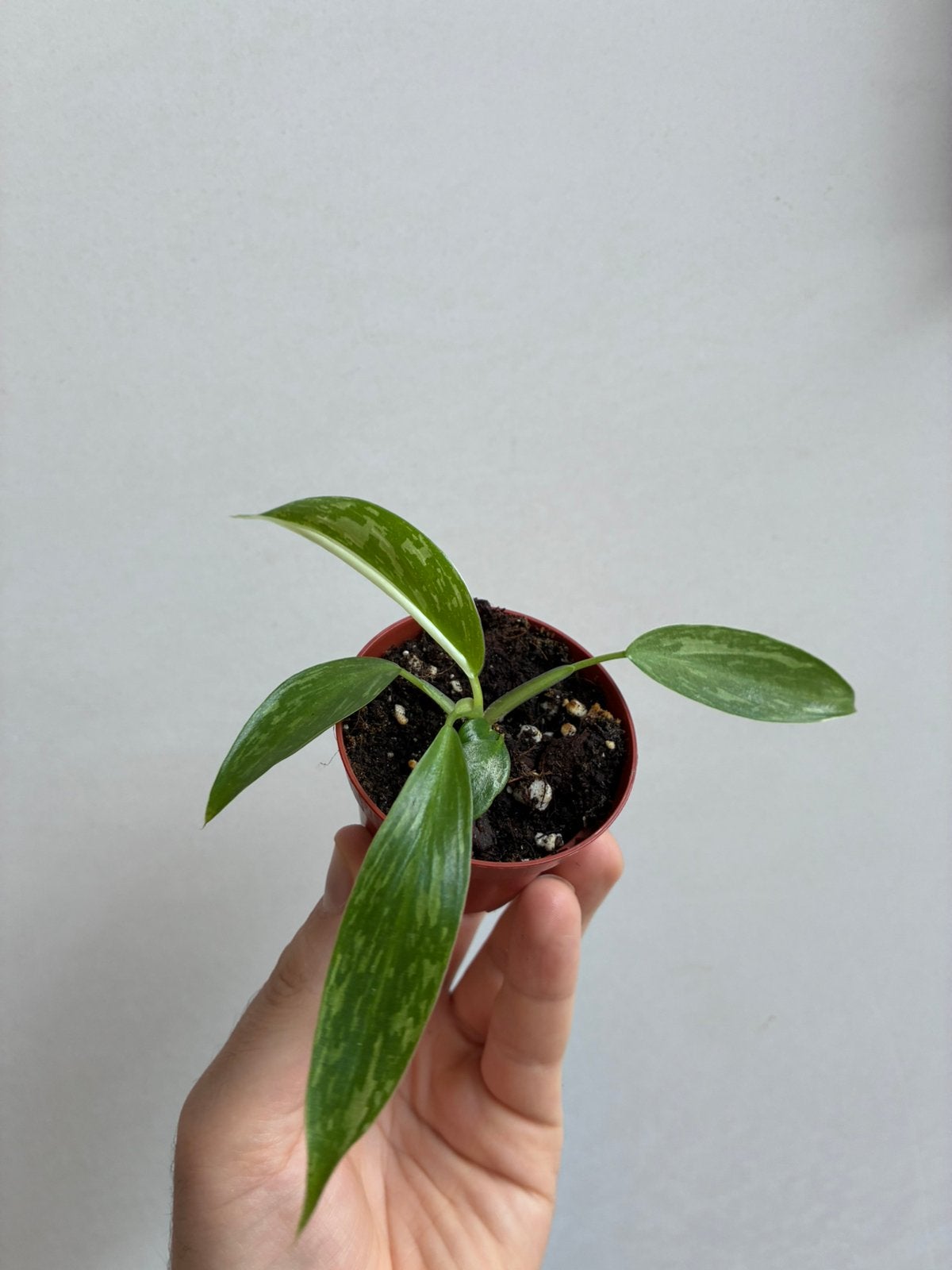 Philodendron jose buono, Enlèvement