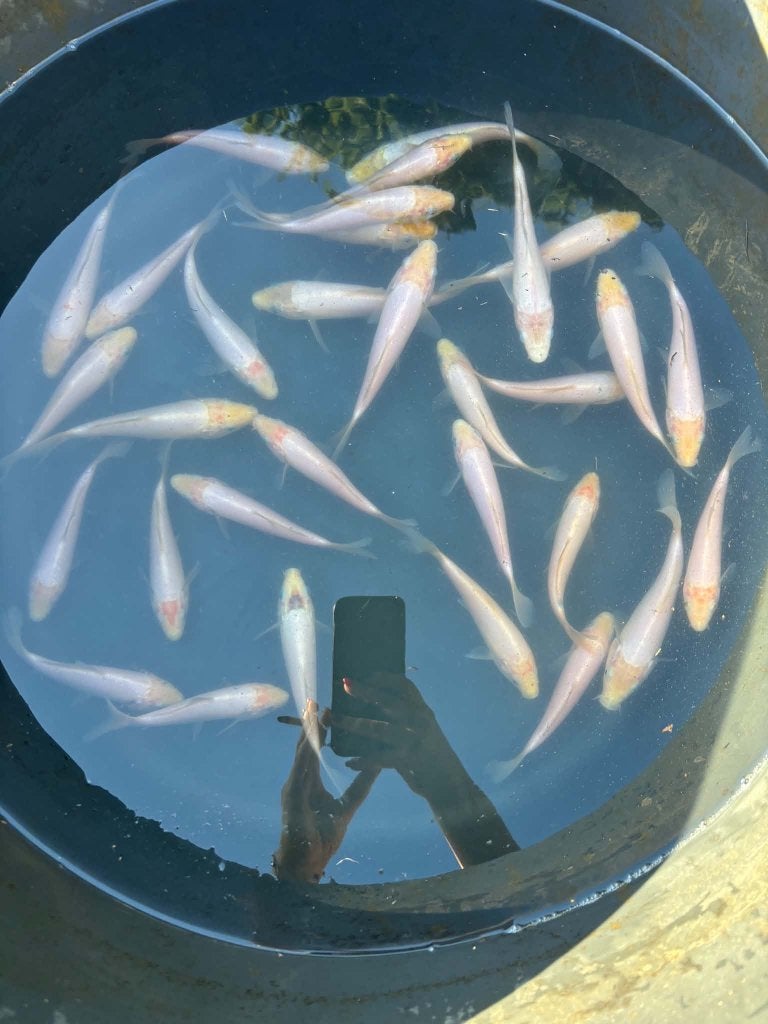 Laatste kans! Shiro Muji & Tancho (30 koi), Dieren en Toebehoren, Karper of Koi