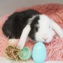 Lapin nain bélier, Animaux & Accessoires, Nain, Oreilles tombantes