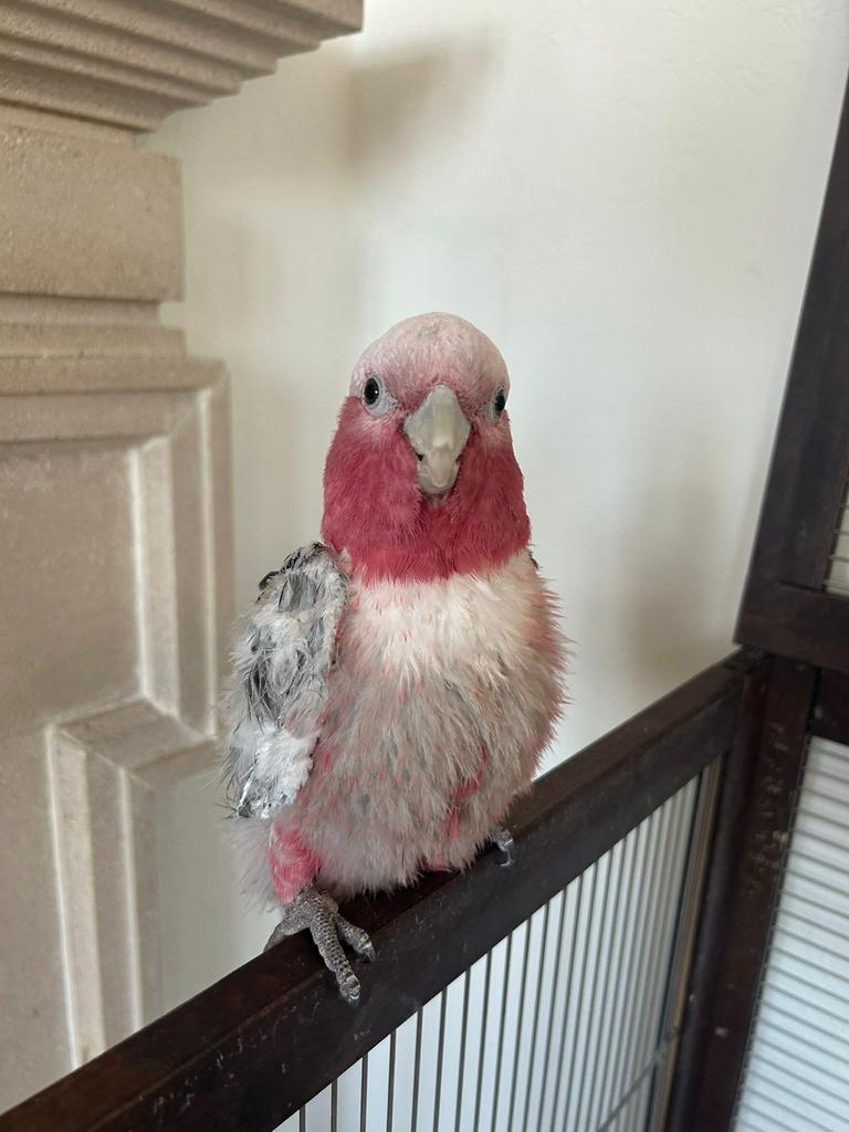 Rose Kaketoe | Galah van 1 jaar oud, Mâle, Perroquet, Domestique